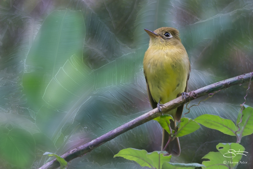 Yellowish Flycatcher (Empidonax flavescens), Boquete, Panama 20140529