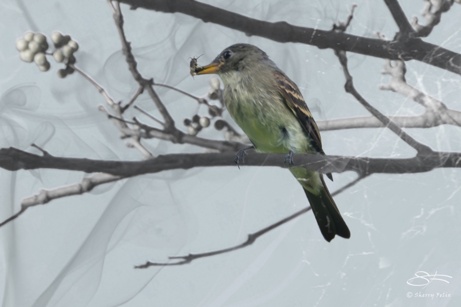 Eastern Wood Pewee enmeshed with bug, Central Park 10/2/2014