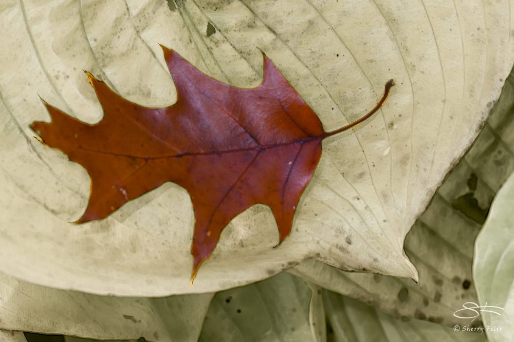 Red Oak Leaf, Central Park 11/9/2014