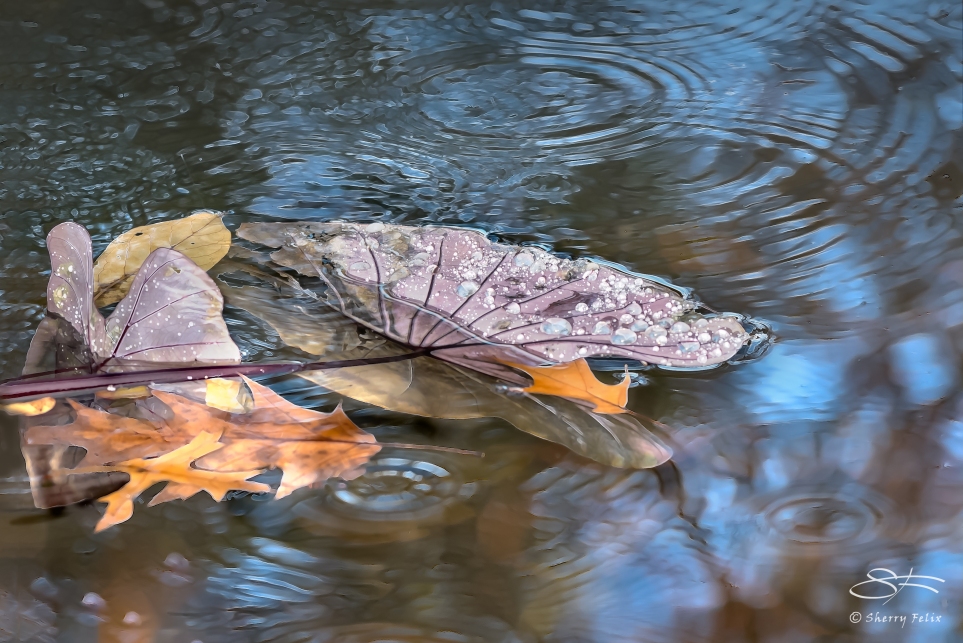 Water Plant, Central Park 11/9/2014