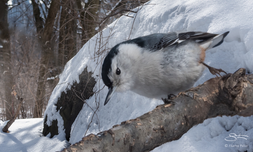 White-breasted Nuthatch, Central Park 2/17/2015
