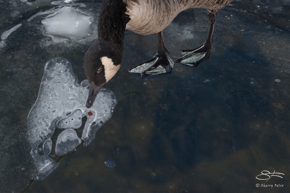 Canada Goose on Thin Ice, Central Park 2/28/2015