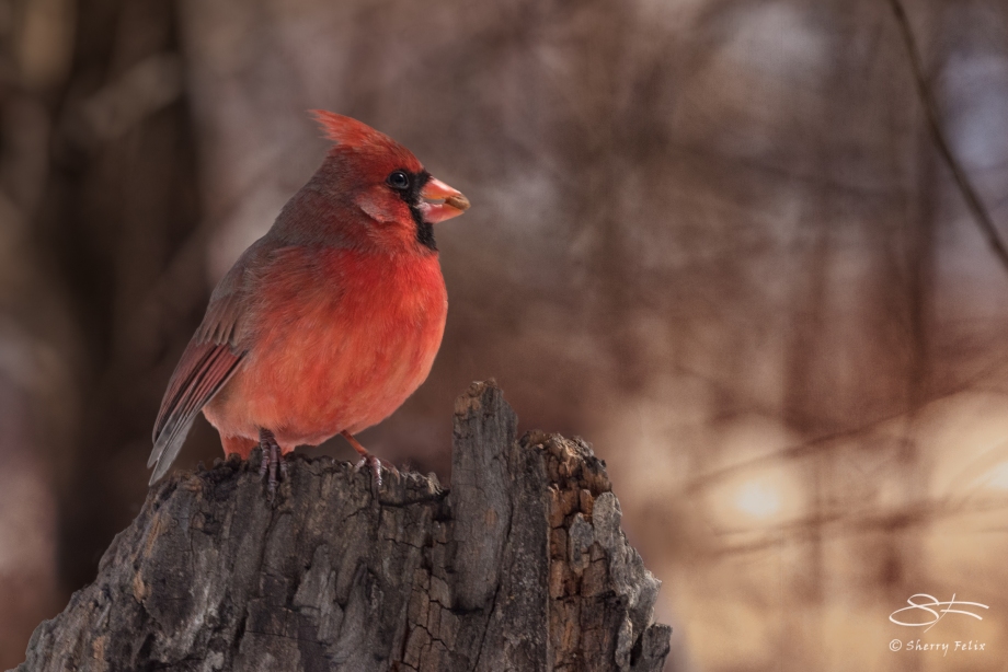 Cardinal with a Treat, Central Park 2/28/2015