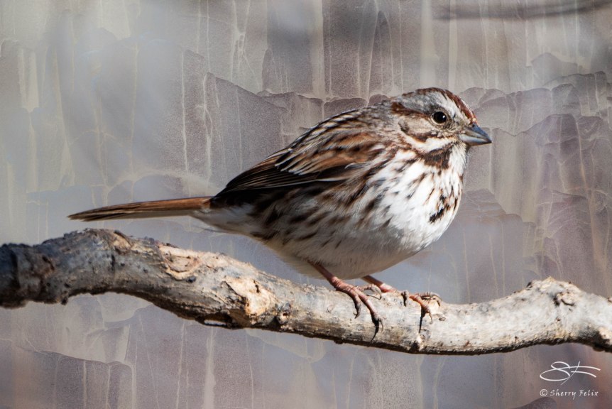 Song Sparrow, Central Park 3/24/2015