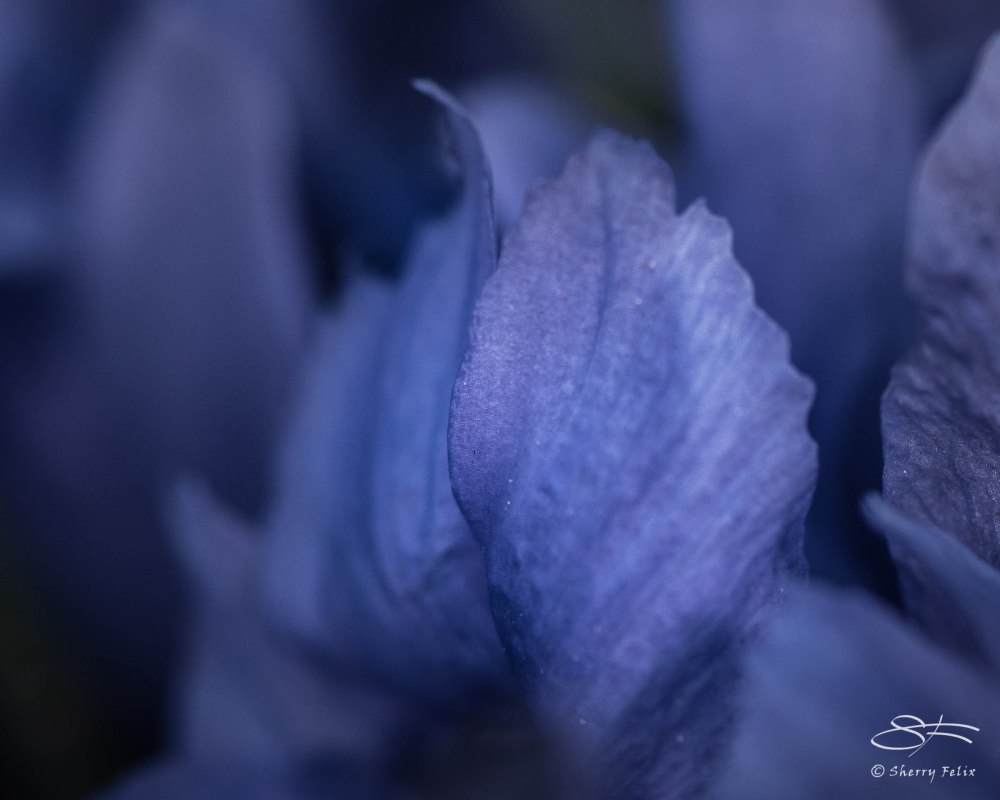 Dwarf Iris Petals, Central Park April 5, 2015