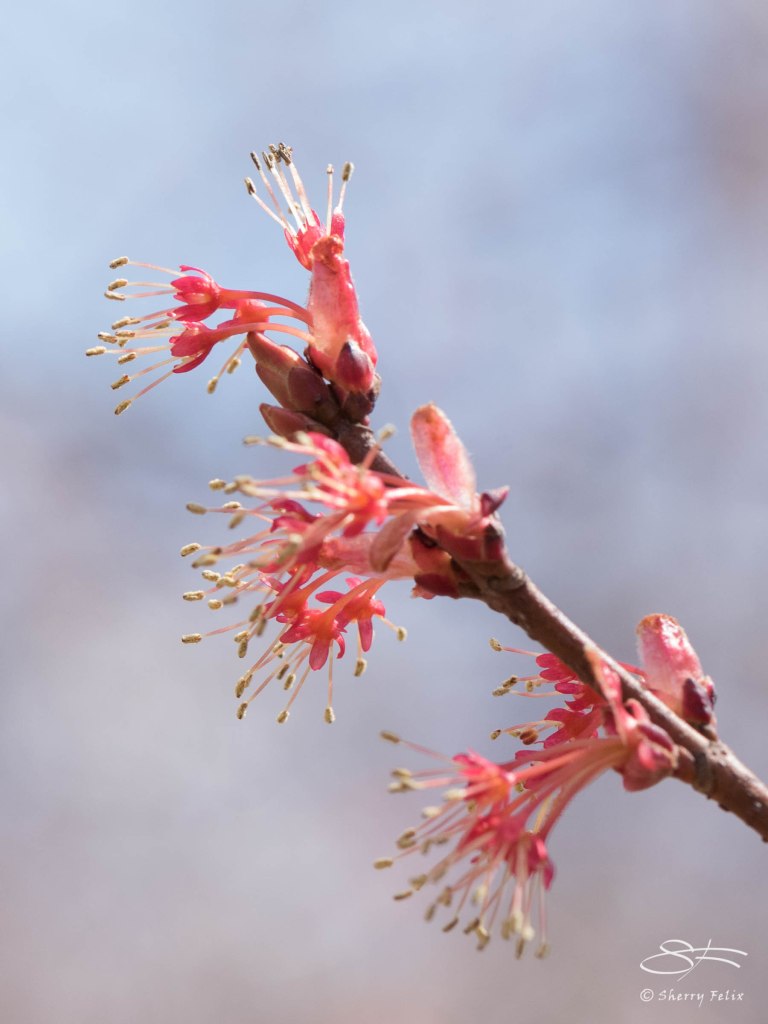Spring bud 22, April 11, 2015