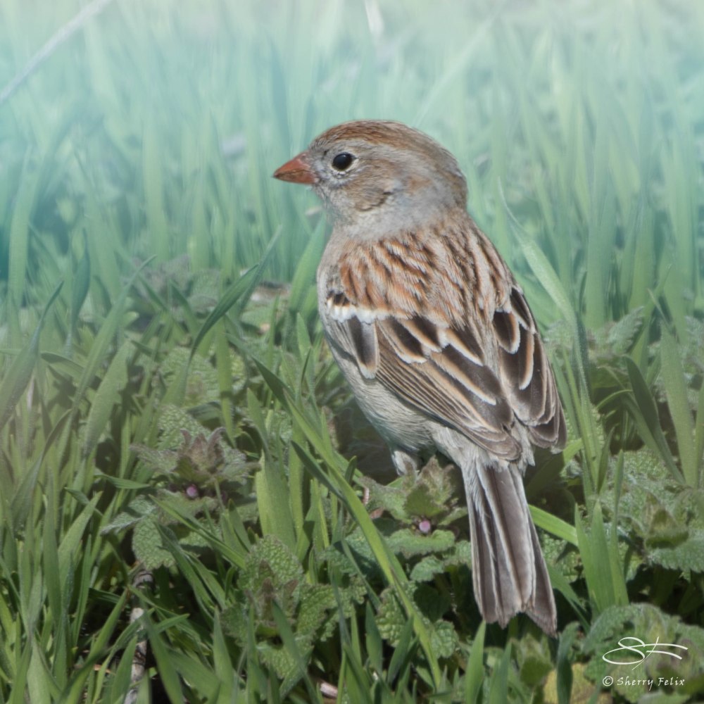 Field Sparrow, Hudson NYC April 13, 2015