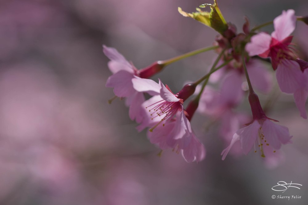 Pink Blossoms, Central Park April 18, 2015