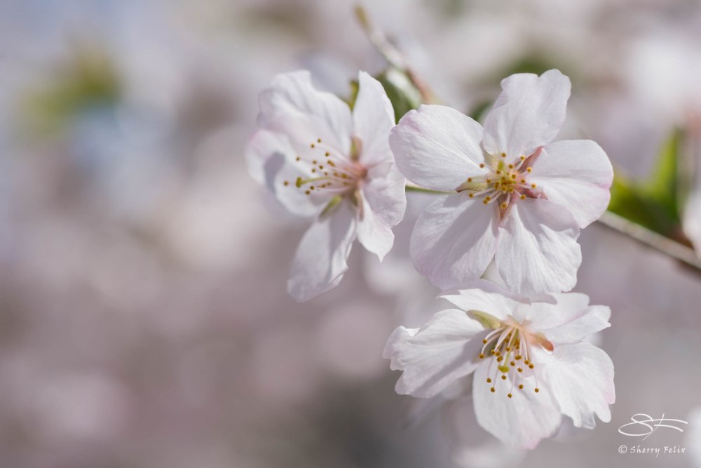 White Blossoms, Central Park April 18, 2015