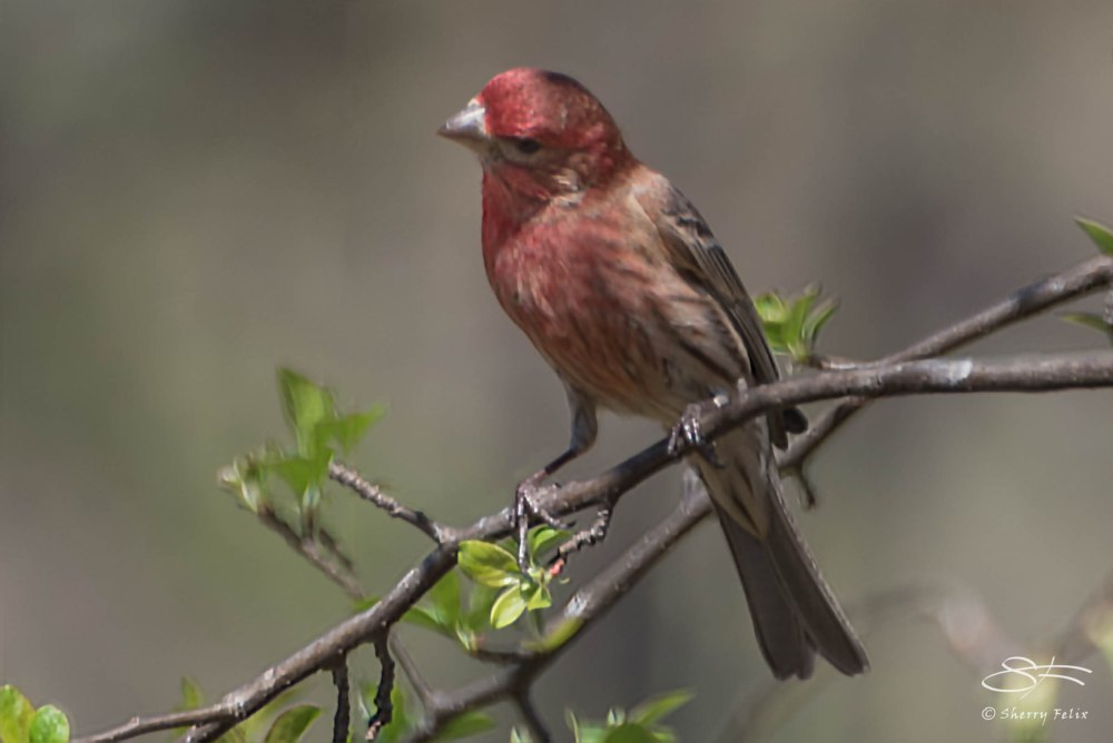 Very bright Male House Finch, Ramble, Central Park April 18, 2015