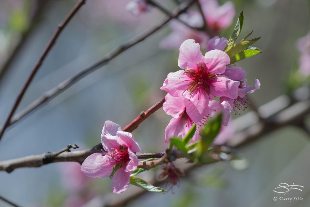 Peach (Prunus persica), Central Park 4/26/2015
