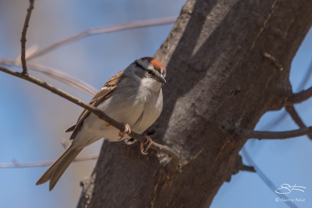Chipping Sparrow, Central Park 4/26/2015