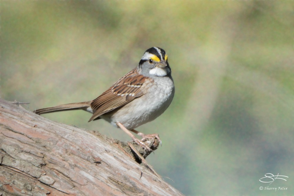 White-throated Sparrow, Central Park 4/28/2015