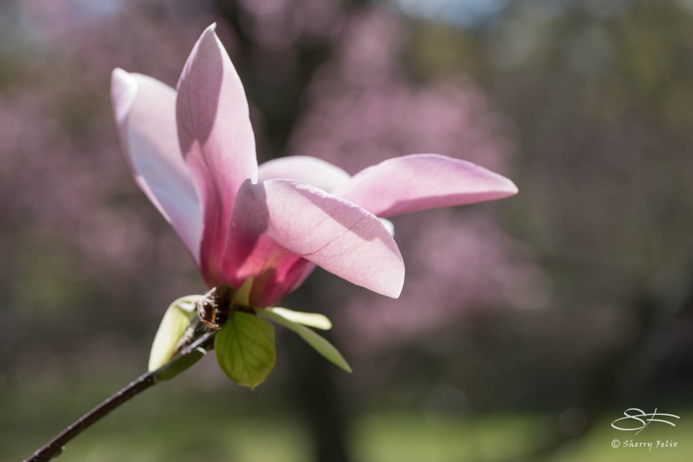 Magnolias (Magnoliceae), NYBG 4/29/2015