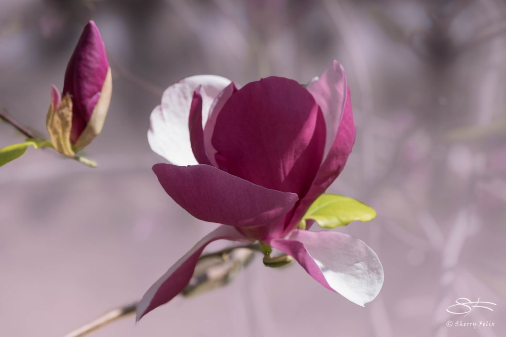 Magnolia Lennei (Magnolia x soulangeana), NYBG 4/29/2015