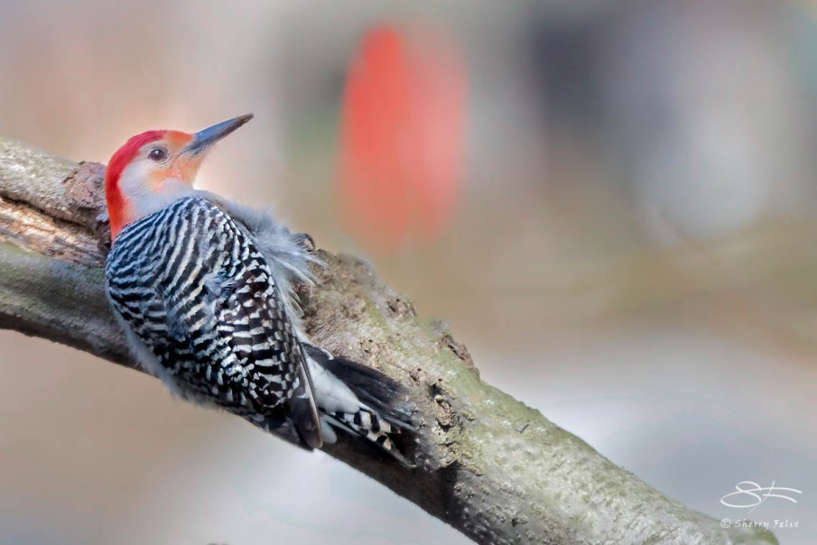 Red-bellied Woodpecker 4/17/2114 sf 07