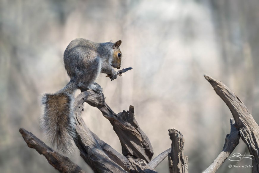 Eastern Grey Squirrel Reading, Central Park 5/10/2015 sf 9