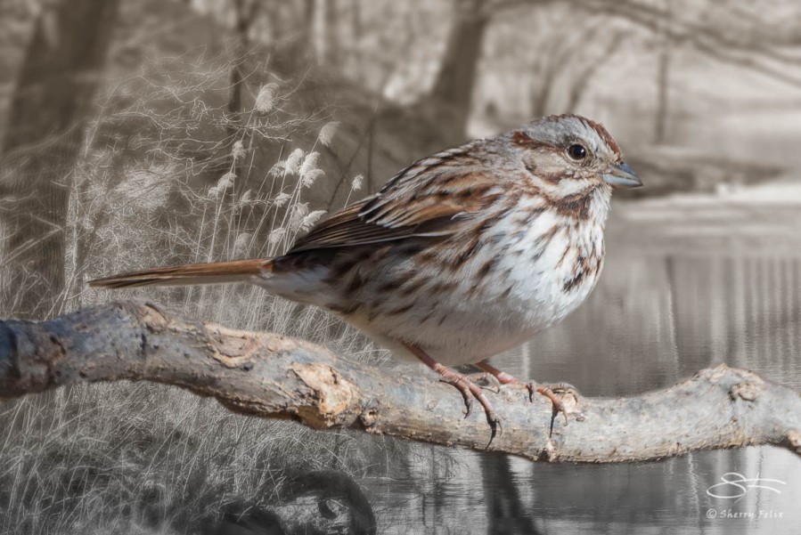 Fox Sparrow, Central Park 3/24/2015 sf 10v2