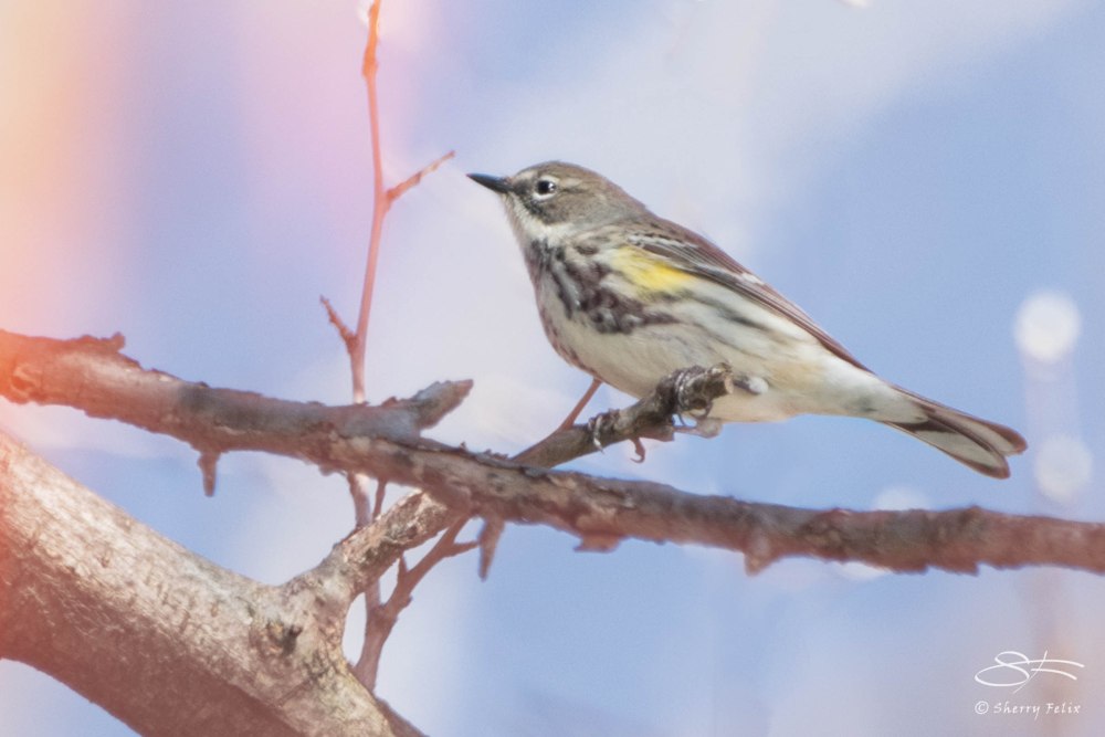 Yellow-rumped Warbler, Central Park 4/28/2015