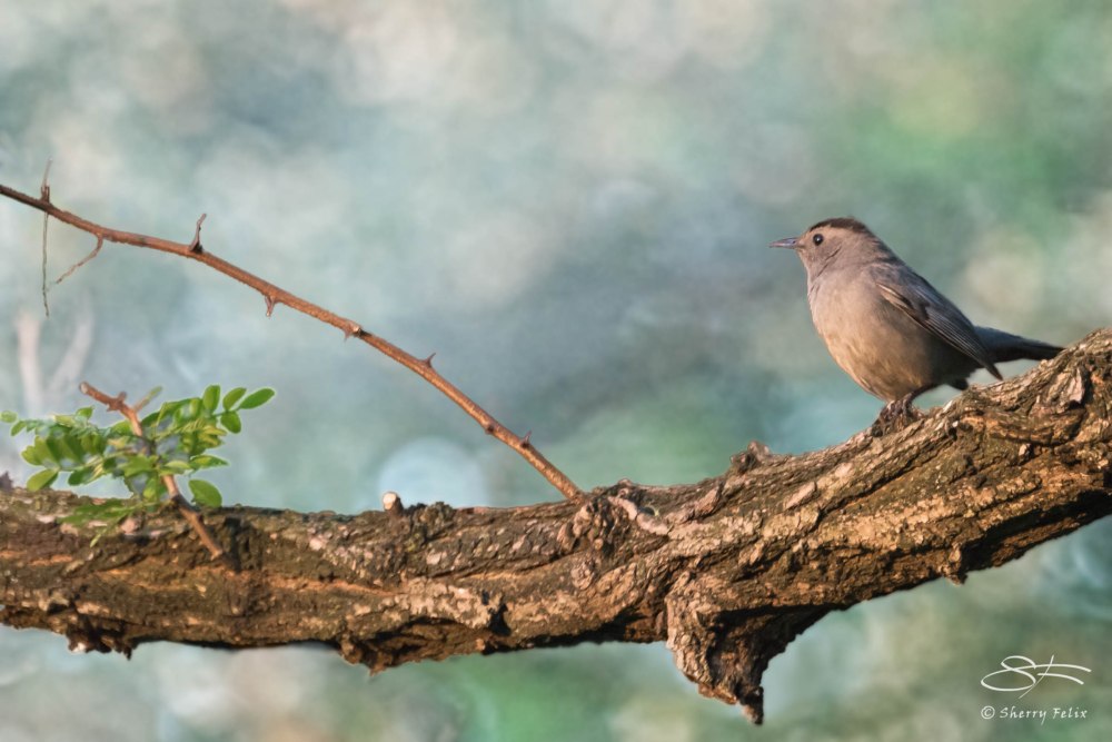 Gray Catbird, Central Park 5/5/2015