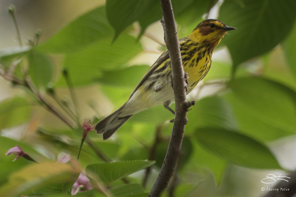Cape May Warbler, Central Park 5/5/2015