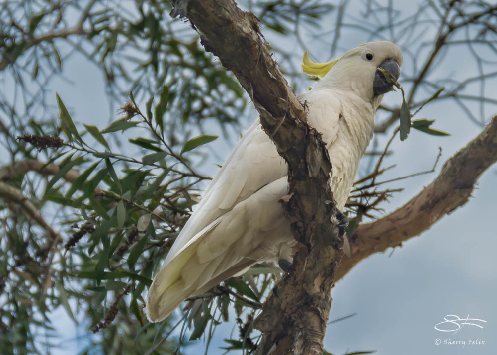 Sulphur-crested Cockatoo at Rushcutters Bay July 24
