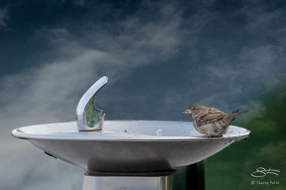 Sparrow's Fountain