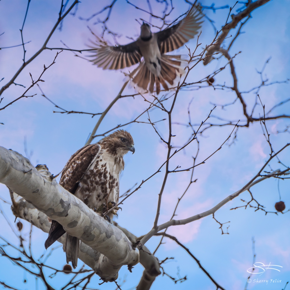 Red-tailed Hawk and Blue Jay, Central Park 3/15/2015