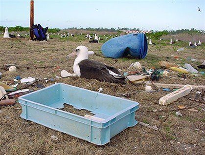 albatross-plastics-midway-atoll-jh-ibr-420px_419x318