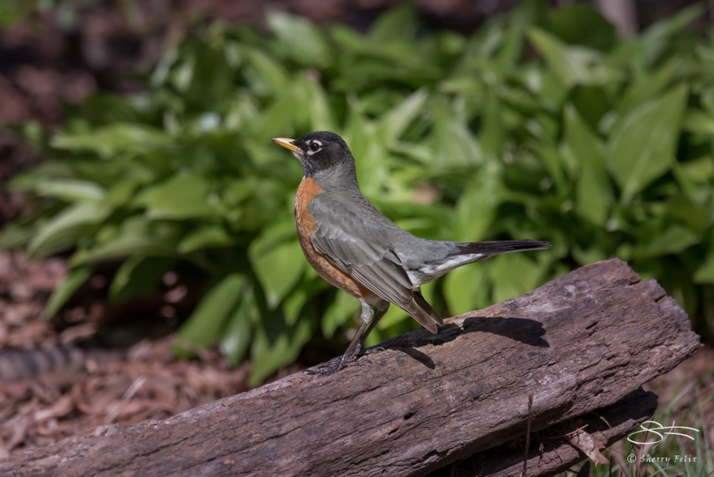 Before: American Robin, Central Park 4/18/2016