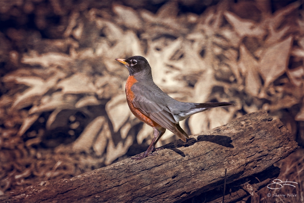 After: American Robin, Central Park 4/18/2016