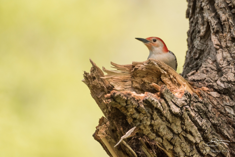 Red-bellied Woodpecker (Melanerpes carolinus), Central Park 5/9/2016