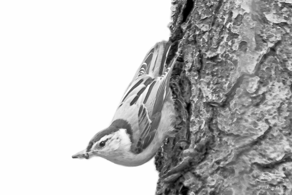 White-breasted Nuthatch  (Neognathae Passeriformes Sittidae), Ce