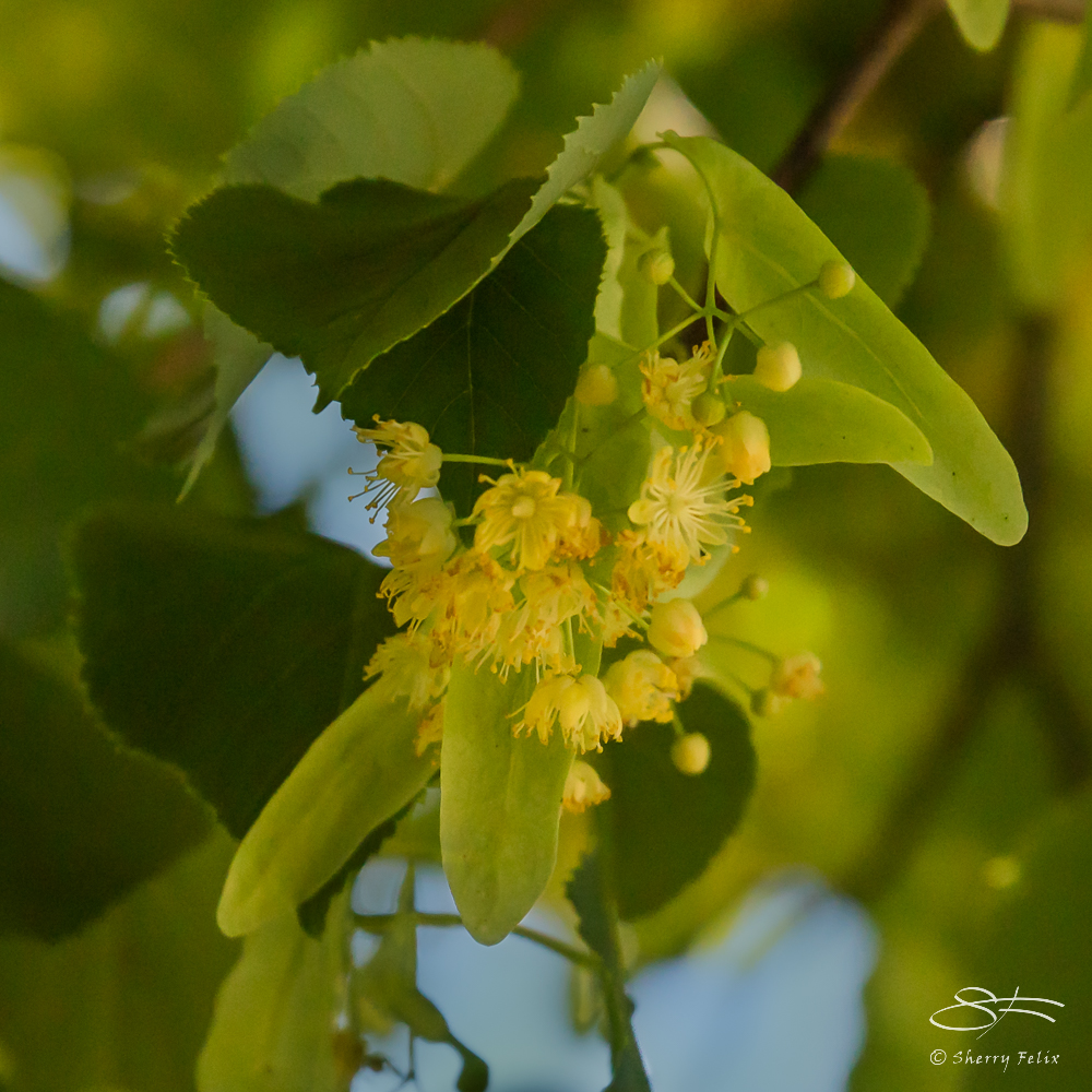 Small-leaved Linden (Tilia cordata), Wave Hill, NY 6/15/2016