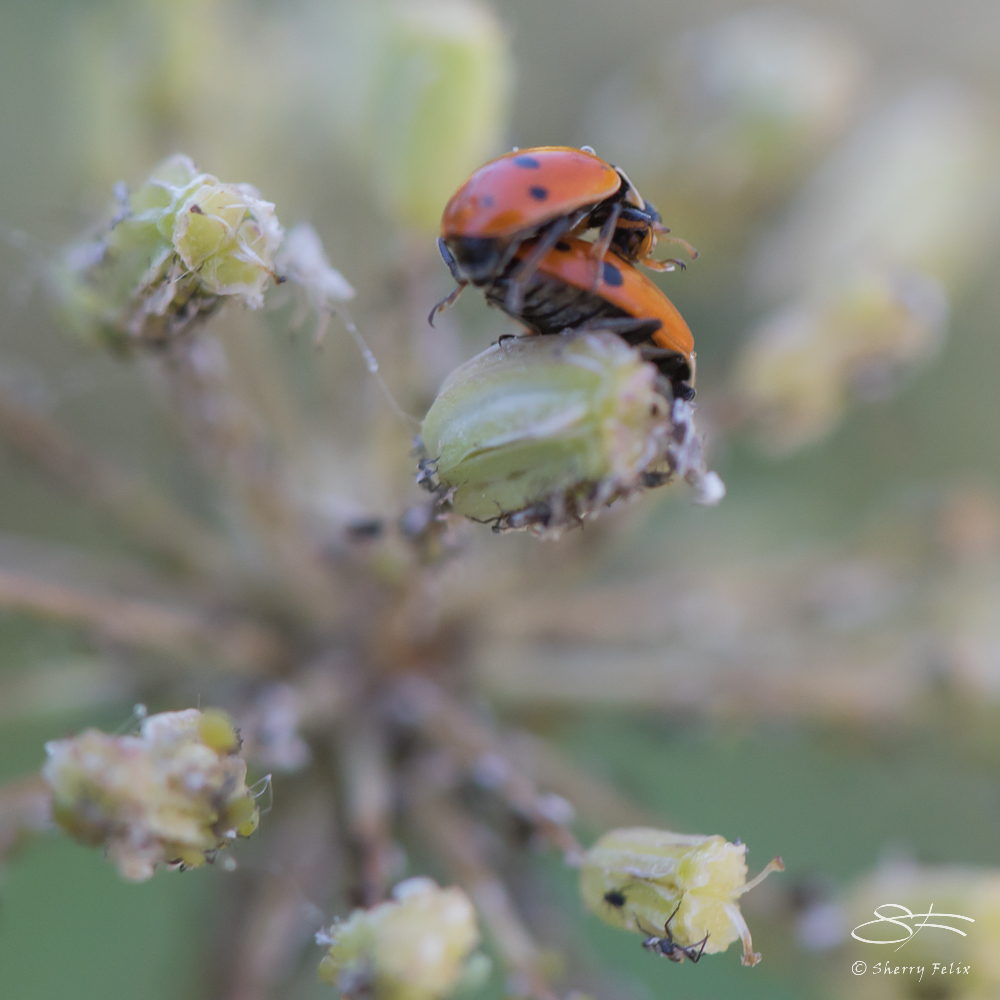Ladybugs, Wave Hill, NY 6/15/2016