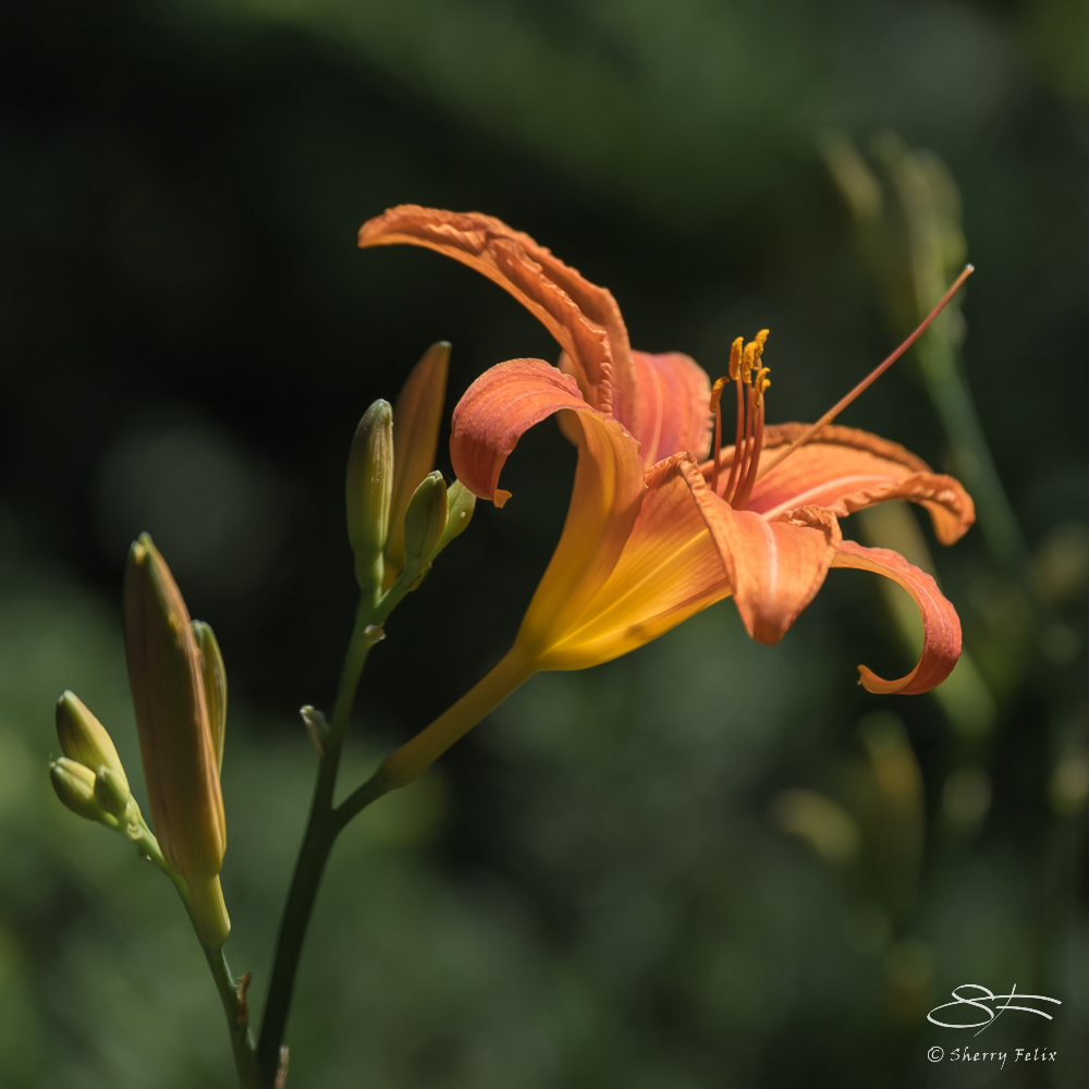 Orange Day-lily (Hemerocallis fulva), Wave Hill, NY 6/15/2016