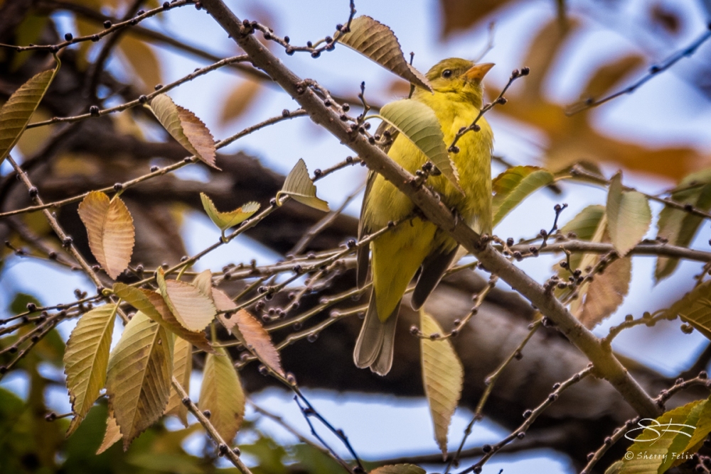 Western Tanager, City Hall Park 11/26/2016