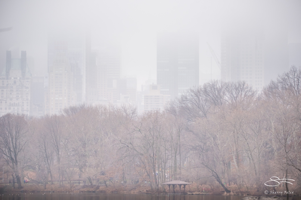 Fog, Central Park 1/22/2017