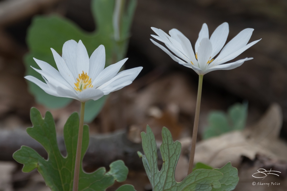 Bloodroot (Sanguinaria canadensis, Central Park 4/11/2017