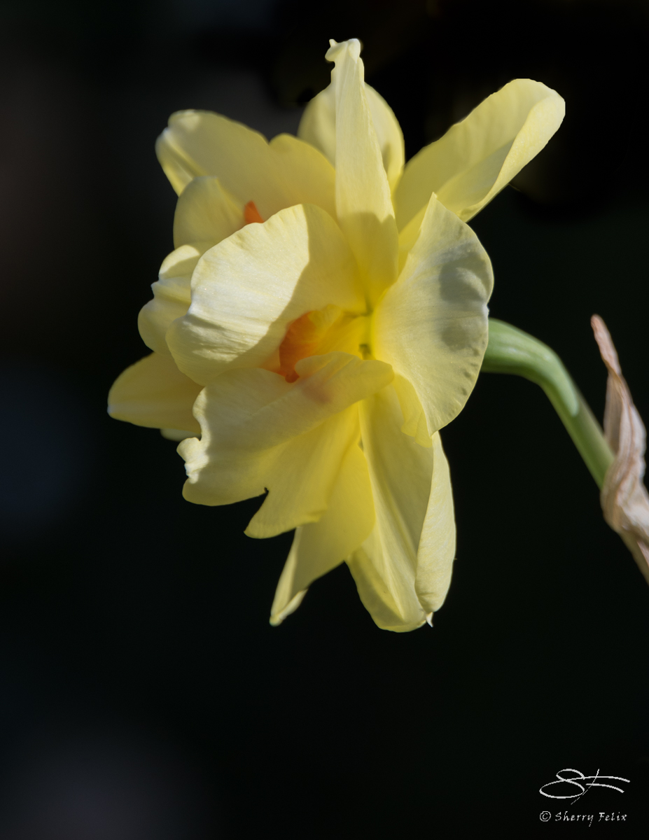 Daffodil, Central Park 4/18/2017