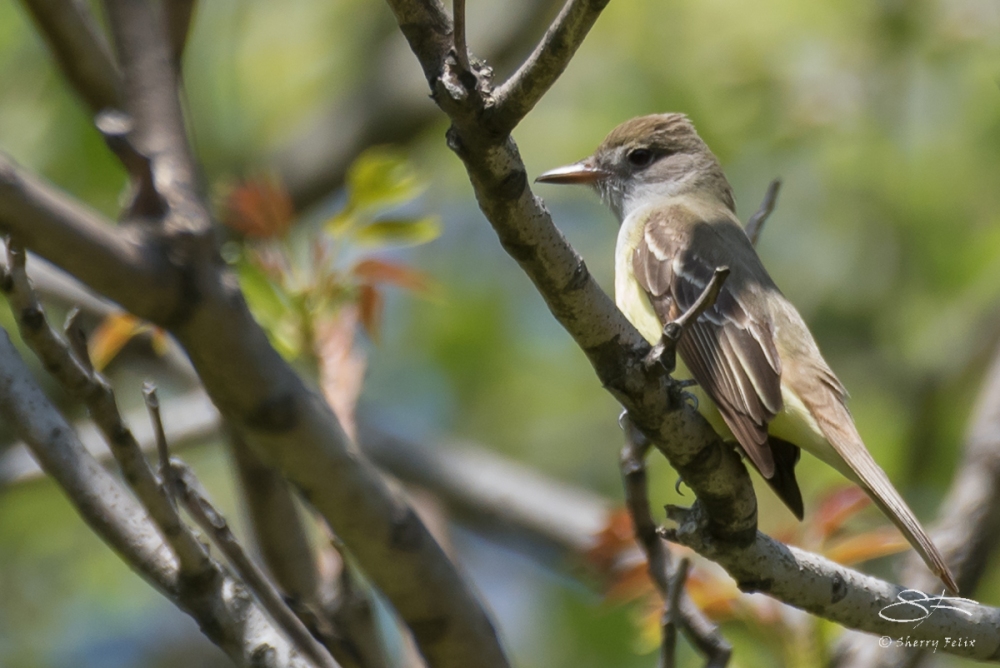 Great Crested Flycatcher, Central Park 5/2/2017