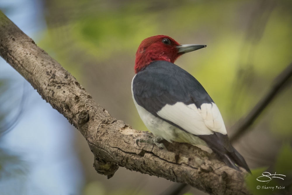 Red-headed Woodpecker, Central Park 5/2/2017
