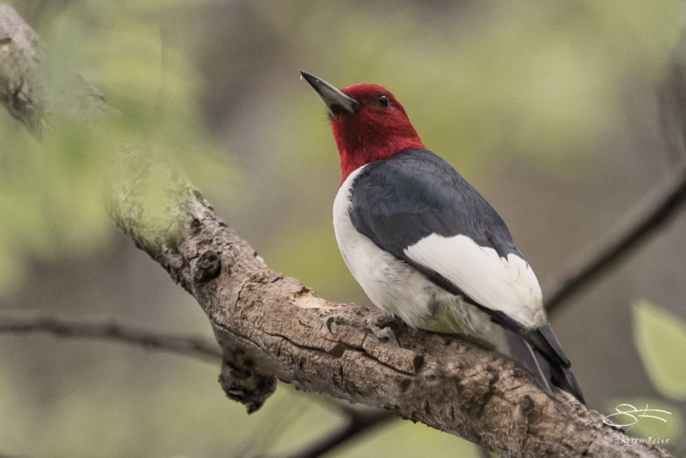 Red-headed Woodpecker, Central Park 5/2/2017