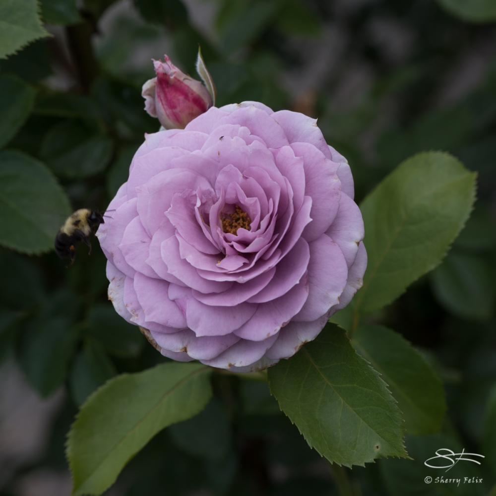Lilac Rose, NY Botanical Garden 6/21/2017