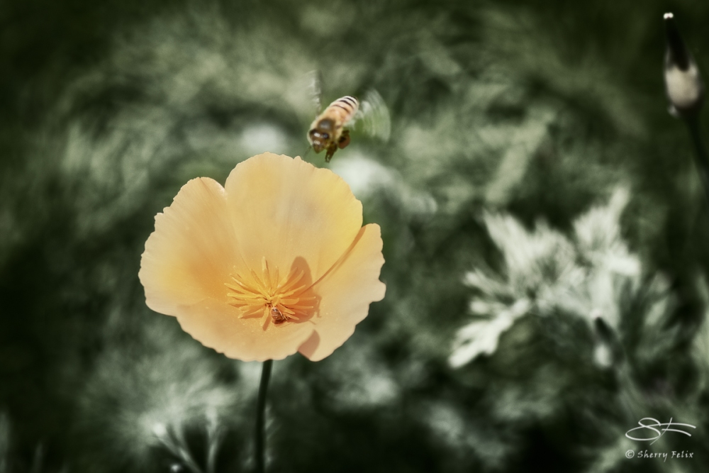 Bee and California Poppy, Governors Island 6/28/2017