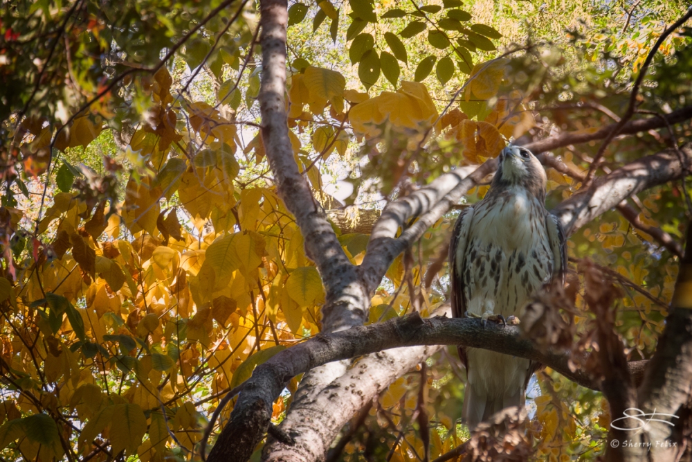 Red-tailed Hawk, Central Park 10/28/2017