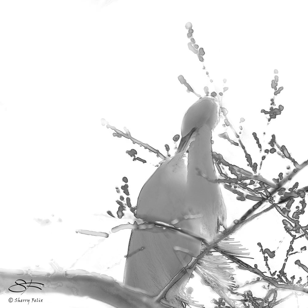 Great Egret (Ardea alba), Central Park 3/31/2018