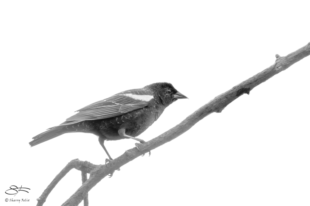 Red-winged Blackbird, Central Park 4/12/2018