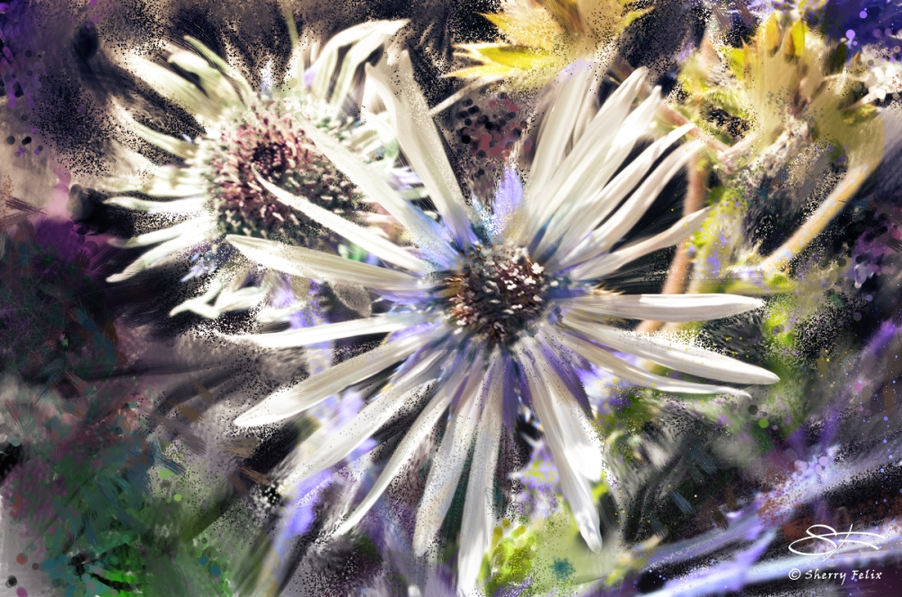 20180727-white-daisy