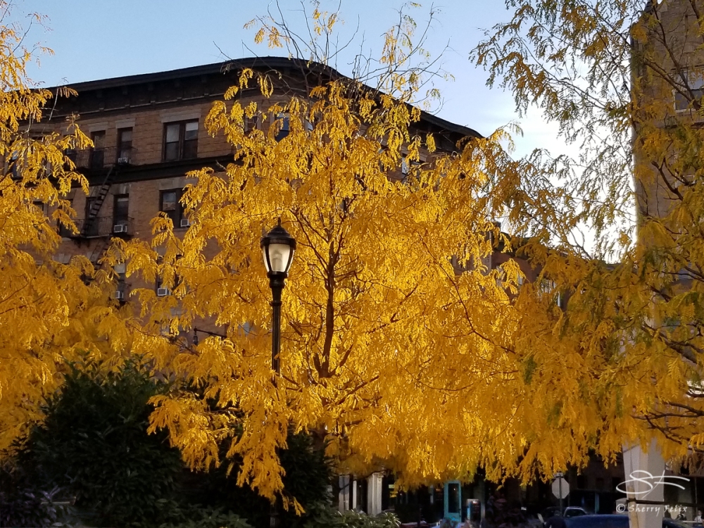 Greenwich Ave and Bank Street, 11/4/2018